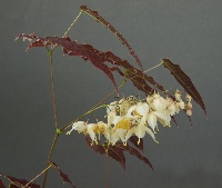 Epimedium wushanense 'Spiny Leaved form'
